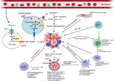 The promise of targeting heme and mitochondrial respiration in normalizing tumor microenvironment and potentiating immunotherapy